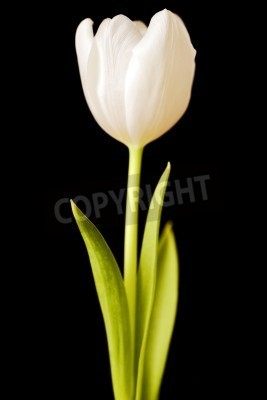 Papier peint  Tulipe crème sur fond noir