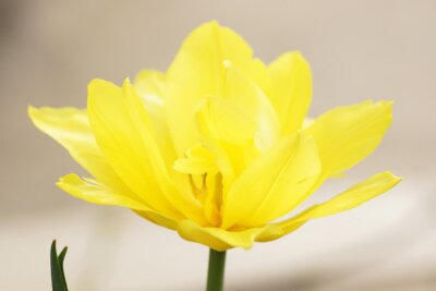Tulipe de jardin