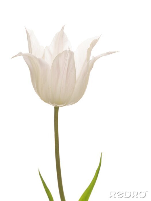 Papier peint  Tulipe dentelée blanche