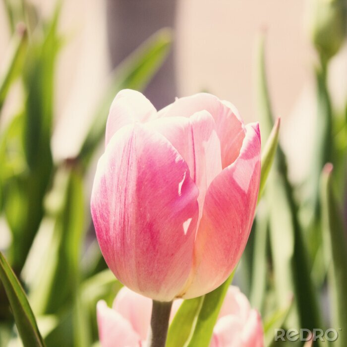 Papier peint  Tulipe et rayons de soleil