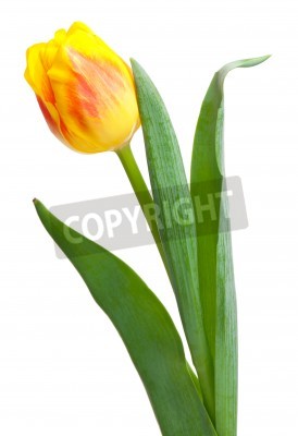 Papier peint  Tulipe jaune en gros plan