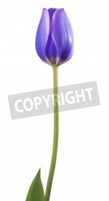 Papier peint  Tulipe mauve sur fond clair