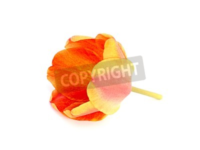 Papier peint  Tulipe orange