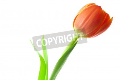 Papier peint  Tulipe orange sur fond blanc