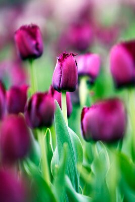 tulipe pourpre - image abstraite, se concentrer sur une seule tulipe