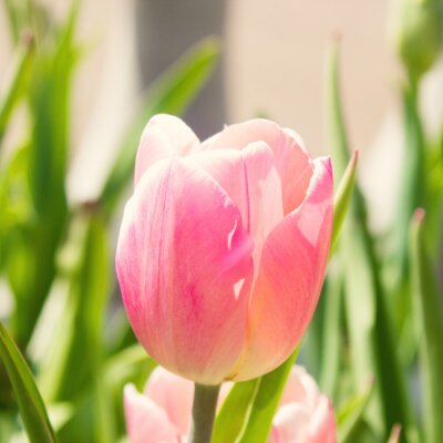 Tulipe rose et la nature
