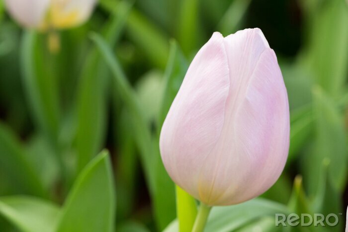 Papier peint  Tulipe rose et verdure