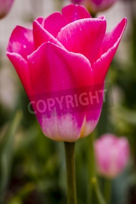 Papier peint  Tulipe rose gros plan