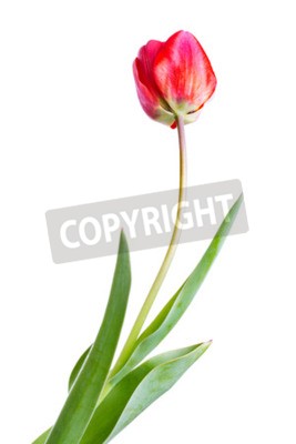 Papier peint  Tulipe rouge