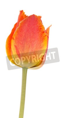 Papier peint  Tulipe rouge et orange
