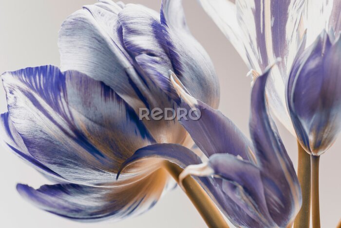 Papier peint  Tulipe violette