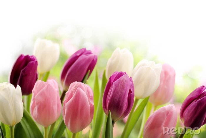 Papier peint  Tulipes aux belles couleurs