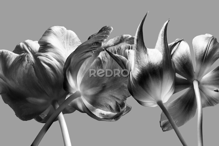 Papier peint  Tulipes aux couleurs monochromes
