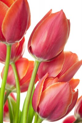 Tulipes beau frais / isolé sur fond blanc / verticale avec copie