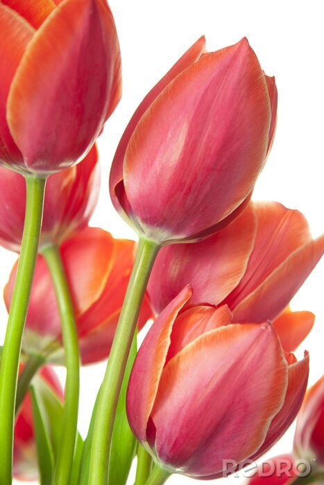 Papier peint  Tulipes beau frais / isolé sur fond blanc / verticale avec copie