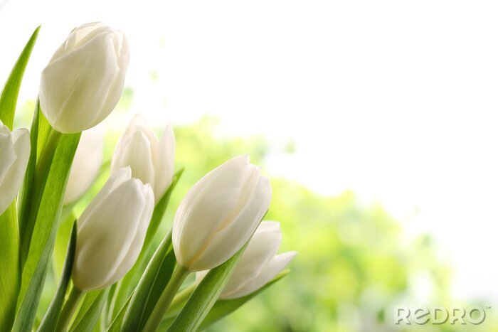 Papier peint  Tulipes blanches