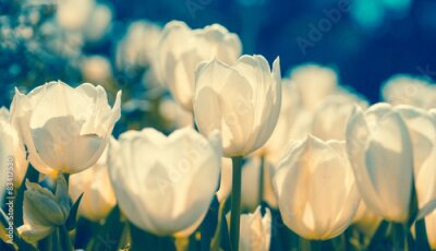 Papier peint  Tulipes blanches agrandi