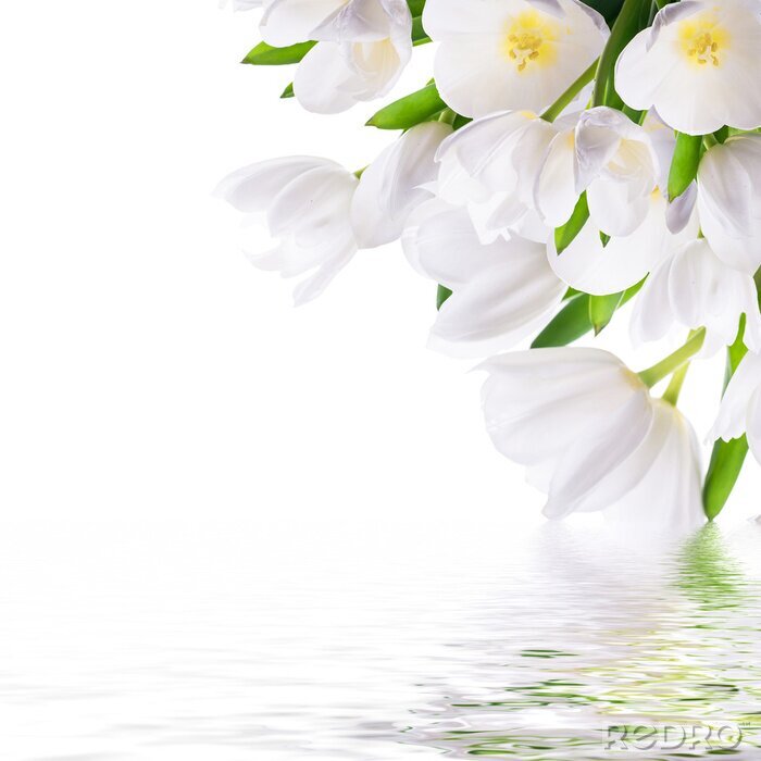 Papier peint  Tulipes blanches au bord de l'eau