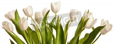 Papier peint  Tulipes blanches avec les feuilles vertes