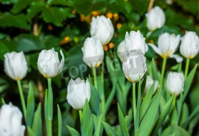 Papier peint  Tulipes blanches dans le jardin