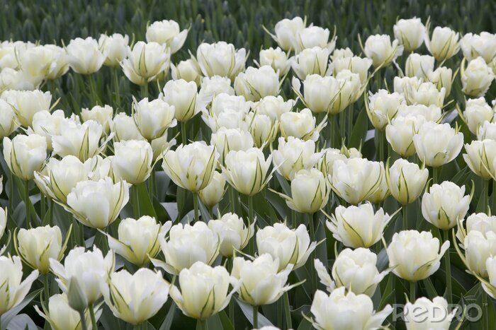 Papier peint  Tulipes blanches dans le parc