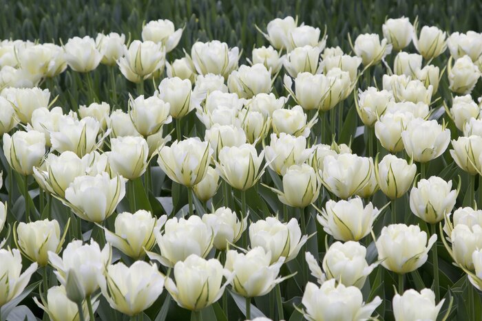 Papier peint  Tulipes blanches dans le parc