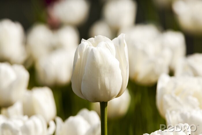 Papier peint  Tulipes blanches du jardin