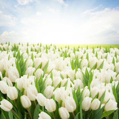 Papier peint  Tulipes blanches et ciel