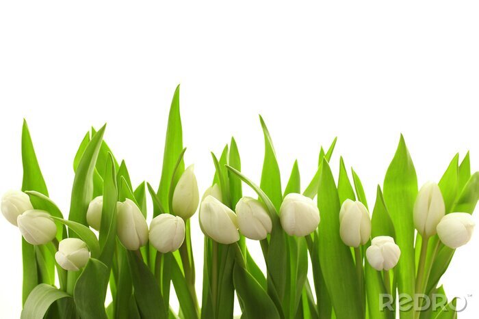 Papier peint  Tulipes blanches et feuilles vertes