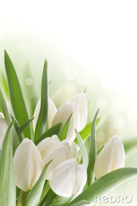 Papier peint  Tulipes blanches et fond abstrait