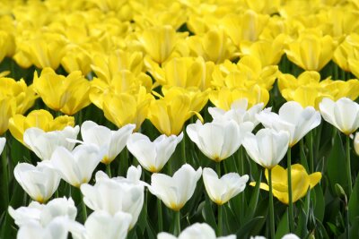 Papier peint  Tulipes blanches et jaunes cultivées