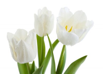 Papier peint  Tulipes blanches florissantes