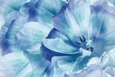 Papier peint  Tulipes bleues