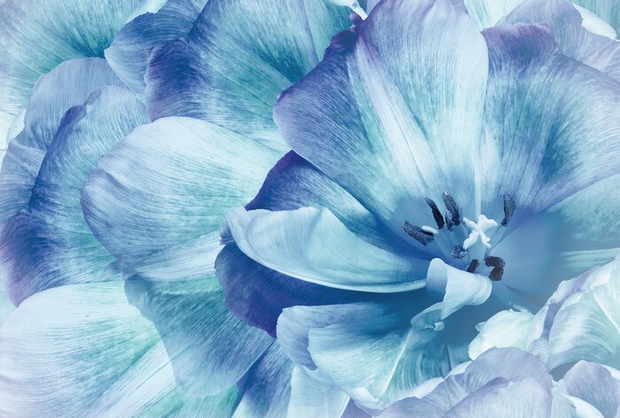 Papier peint  Tulipes bleues
