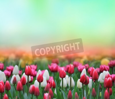 Papier peint  Tulipes colorées sur un fond flou