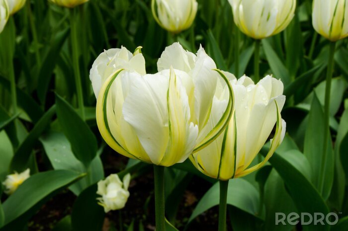 Papier peint  Tulipes crème du jardin