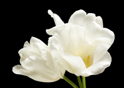Papier peint  Tulipes crème sur fond noir