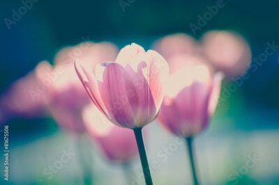 Papier peint  Tulipes dans le jardin