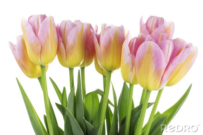 Papier peint  Tulipes dans un bouquet