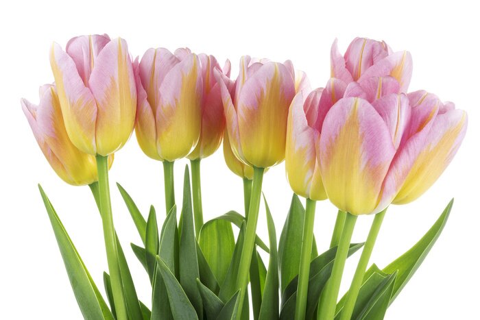 Papier peint  Tulipes dans un bouquet