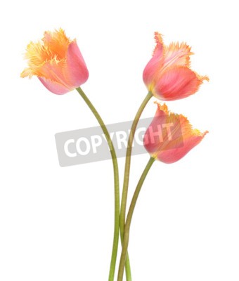 Papier peint  Tulipes dentelées oranges