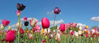 Tulipes et ciel bleu
