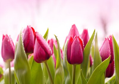 Papier peint  Tulipes fraîches avec des gouttes de rosée