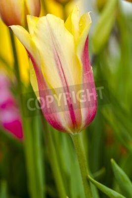 Papier peint  Tulipes jaune et rose