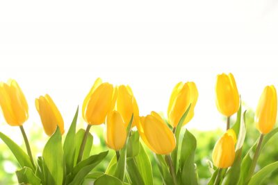 Papier peint  Tulipes jaunes