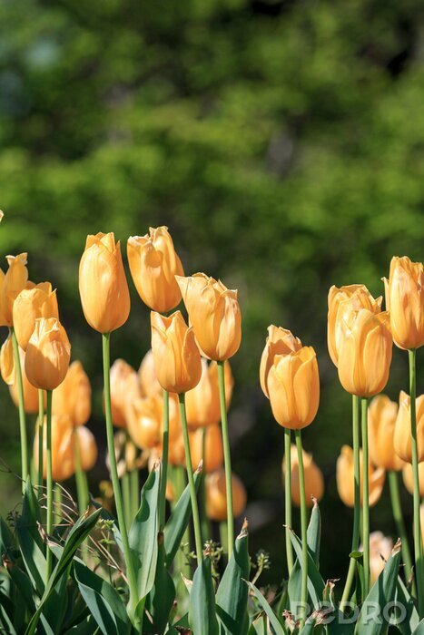 Papier peint  Tulipes jaunes sur fond de la nature