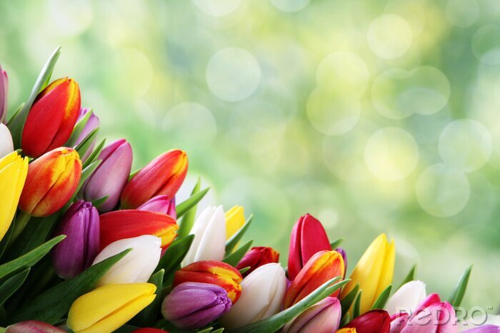 Papier peint  Tulipes multicolores sur fond vert