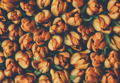 Papier peint  Tulipes oranges