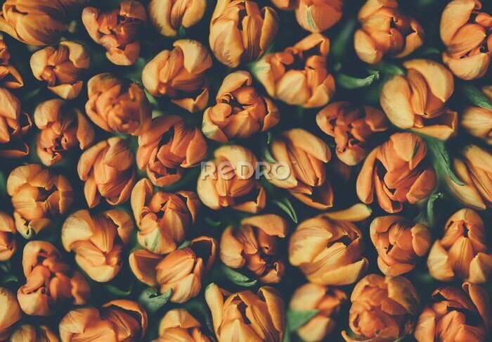 Papier peint  Tulipes oranges