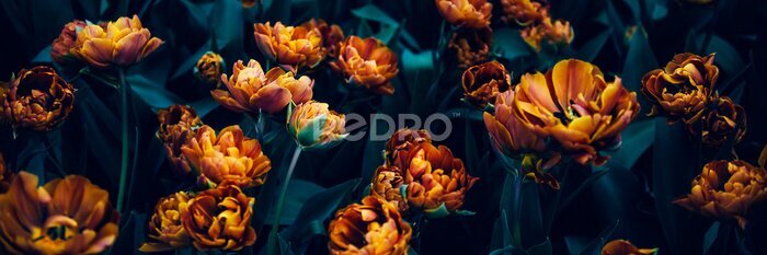 Papier peint  Tulipes oranges sur fond foncé
